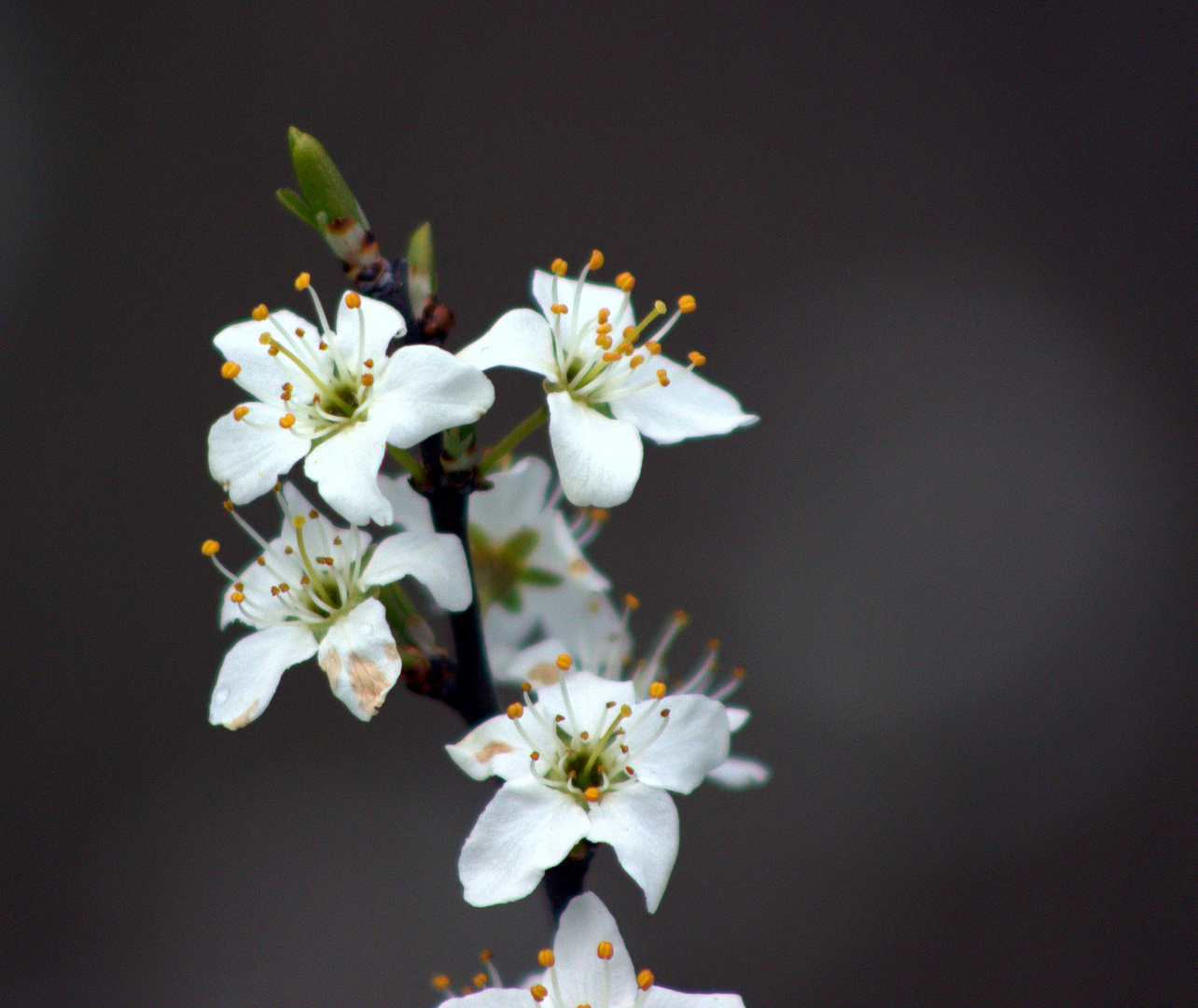 Weißdorn-Blüte