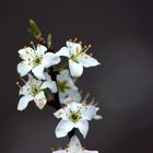 Weißdorn-Blüte