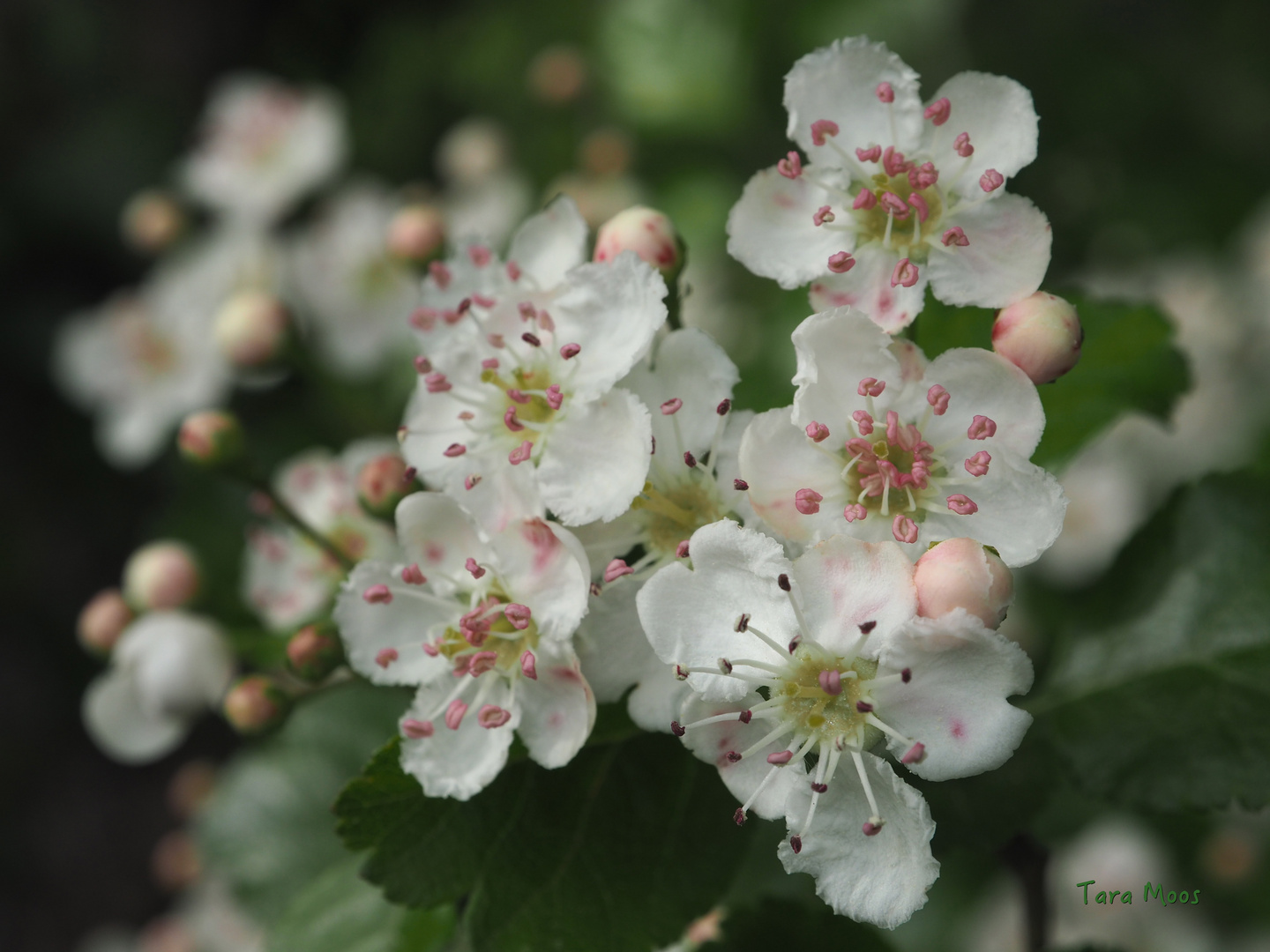 Weissdorn Blüten