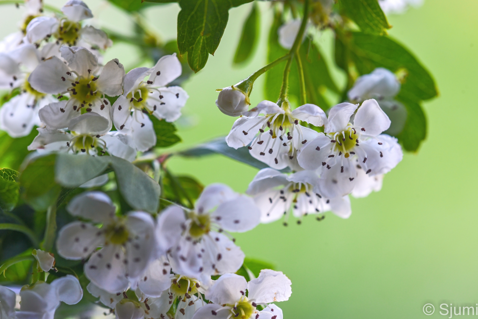 Weißdorn Blüten