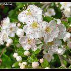 Weißdorn-Blüten