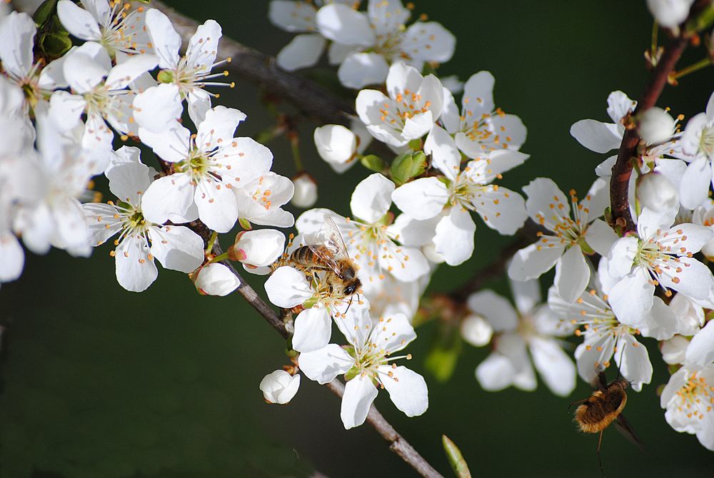Weißdorn Blüten