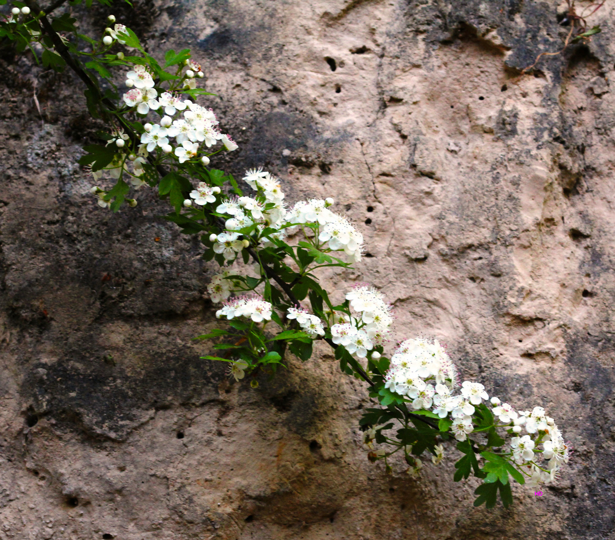 Weissdorn-Blüten (Crataegus)