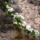 Weissdorn-Blüten (Crataegus)
