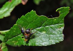 Weißdorn Bohrfliege