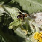 Weißdorn-Bohrfliege (Anomoia purmunda) auf gelber Schafgarbe