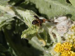 Weißdorn-Bohrfliege (Anomoia purmunda) auf gelber Schafgarbe