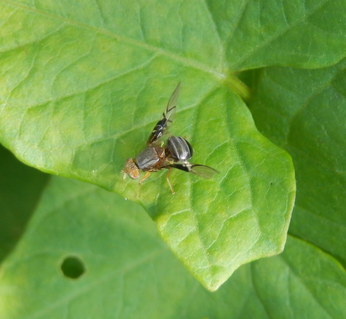 Weißdorn-Bohrfliege (Anomoia purmunda) auf Zaunwinde