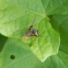 Weißdorn-Bohrfliege (Anomoia purmunda) auf Zaunwinde