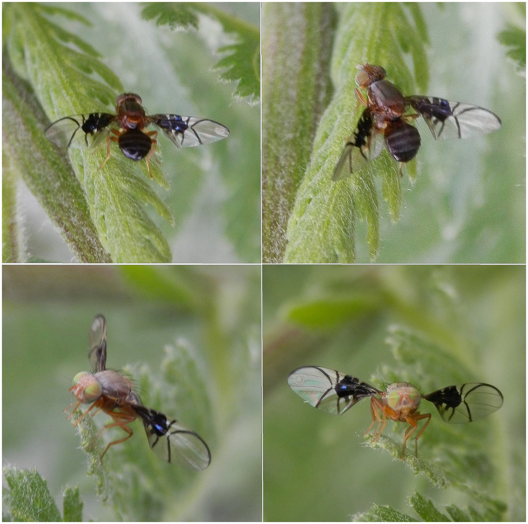 Weißdorn-Bohrfliege (Anomoia purmunda) - Collage