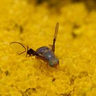 Weißdorn-Bohrfliege (Anomoia purmunda)