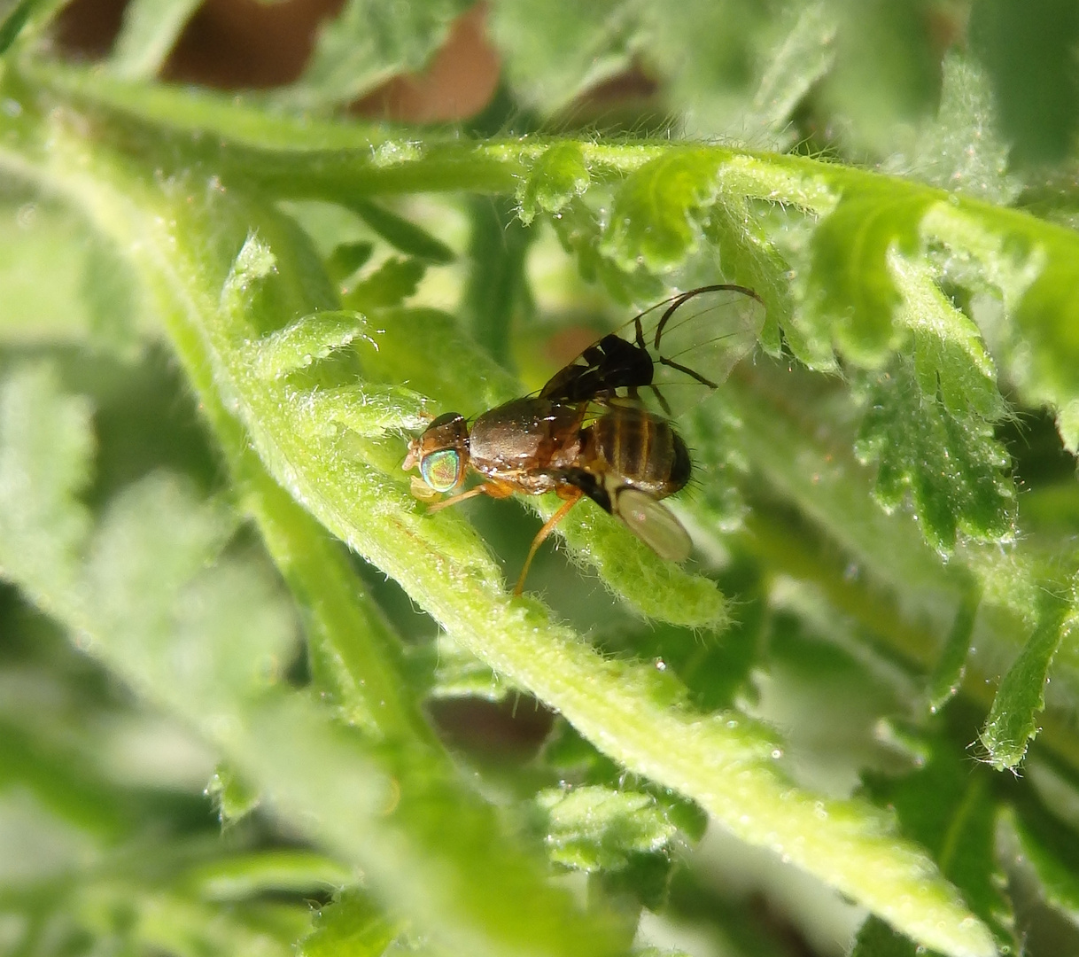 Weißdorn-Bohrfliege (Anomoia purmunda) - Makro