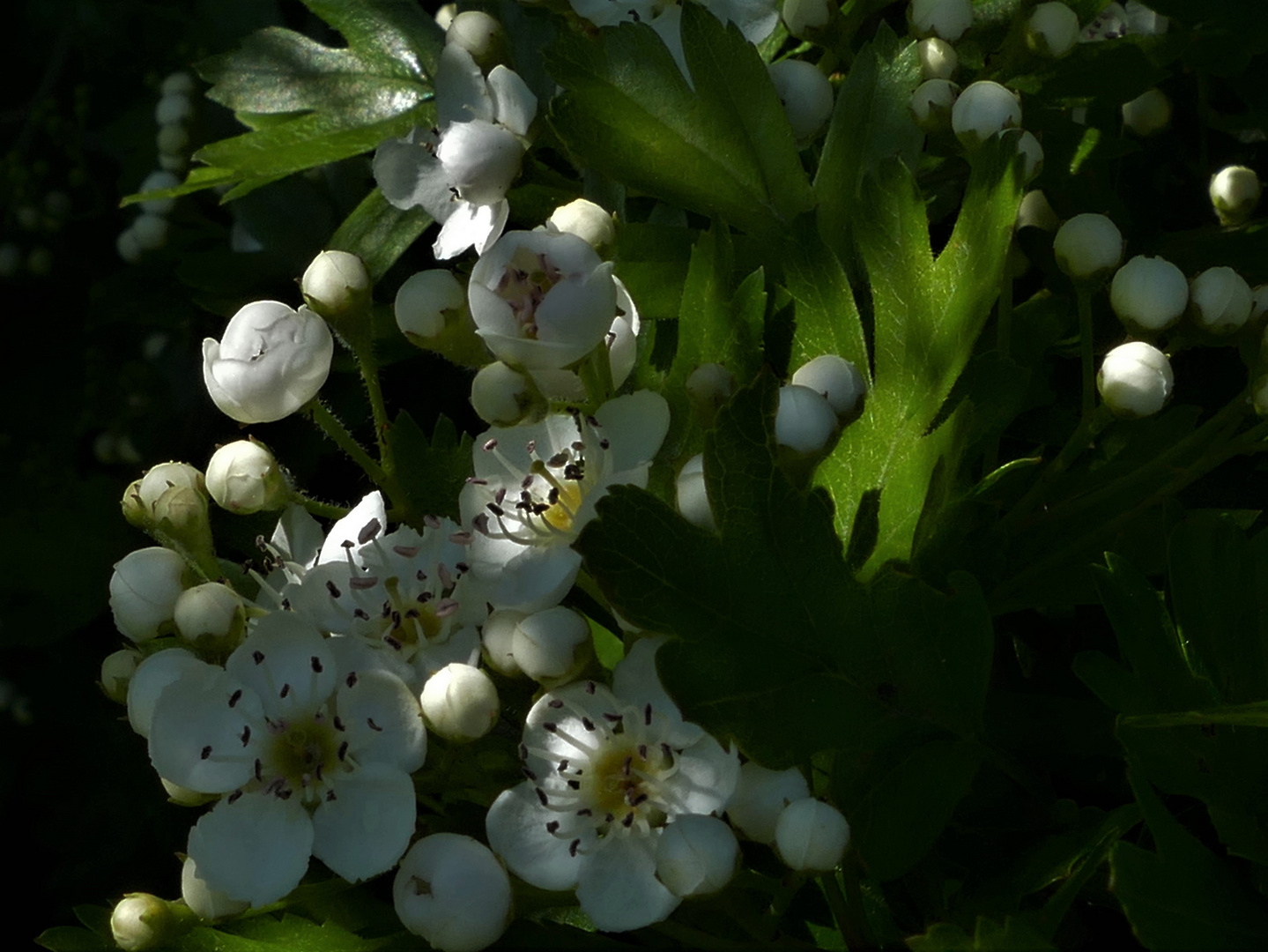 Weißdorn (Crataegus)..