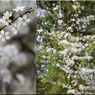 Weißdorn ( Crataegus )