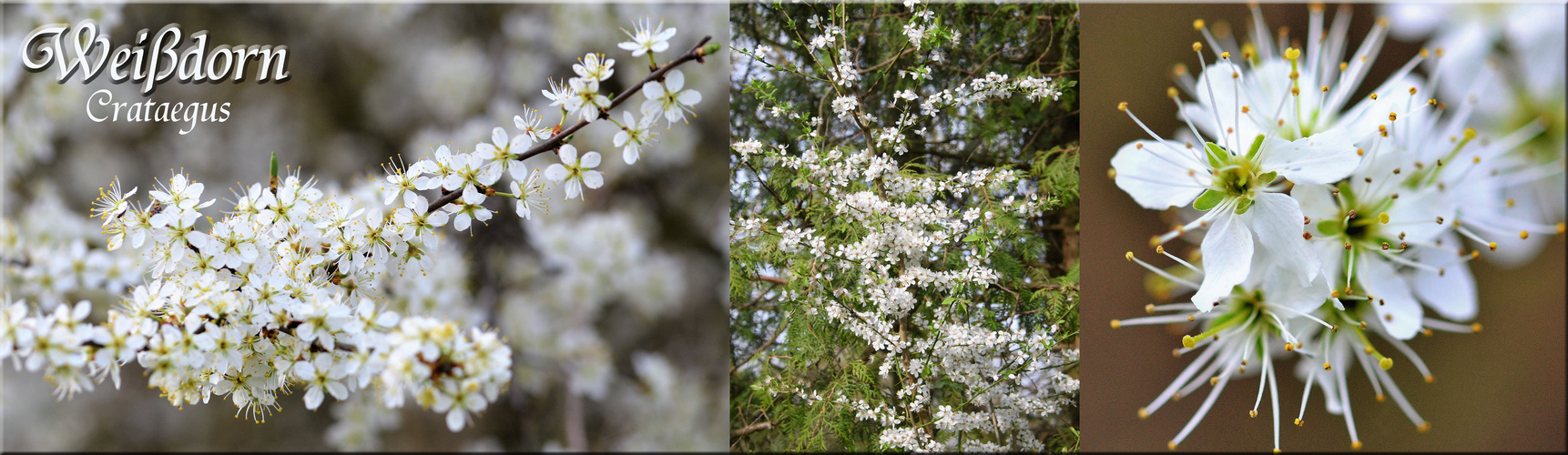 Weißdorn ( Crataegus )