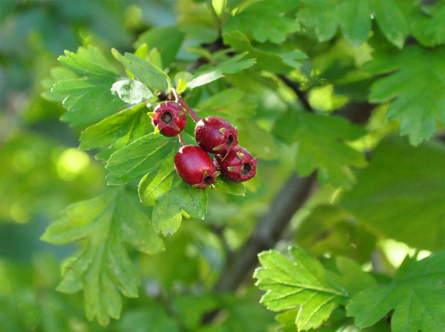 Weißdorn (Crataegus)