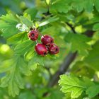 Weißdorn (Crataegus)