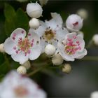 Weißdorn (Crataegus)