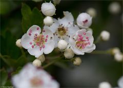 Weißdorn (Crataegus)