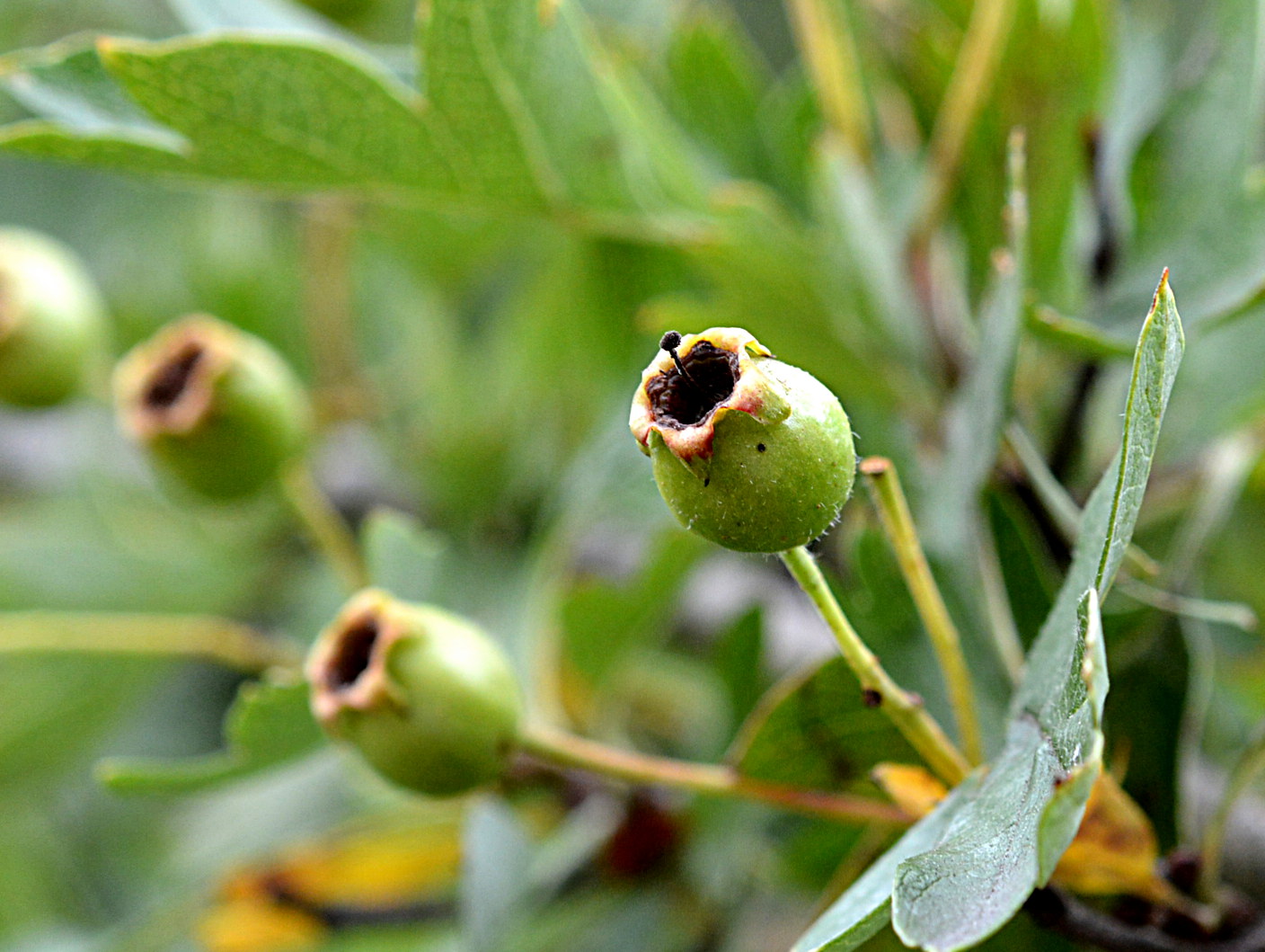 Weißdorn - Crataegus