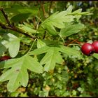 Weißdorn (Crataegus oxyacantha)