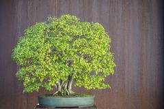 Weissdorn - Crateagus