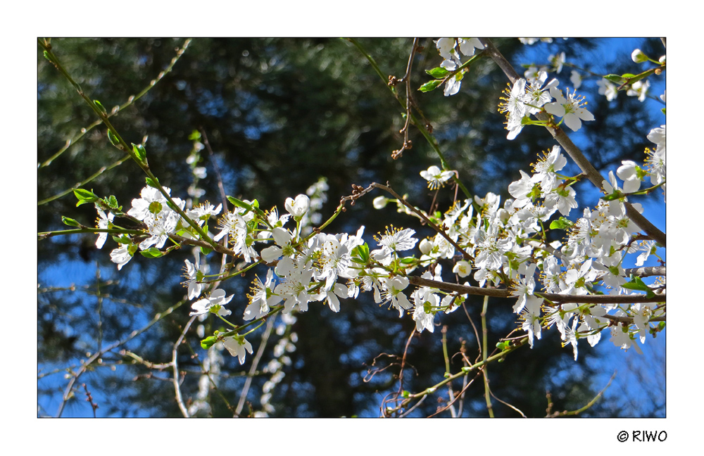 Weissdorn Frühlingsblüten.........