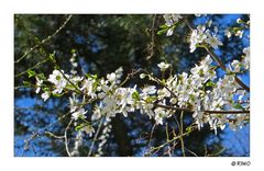 Weissdorn Frühlingsblüten.........