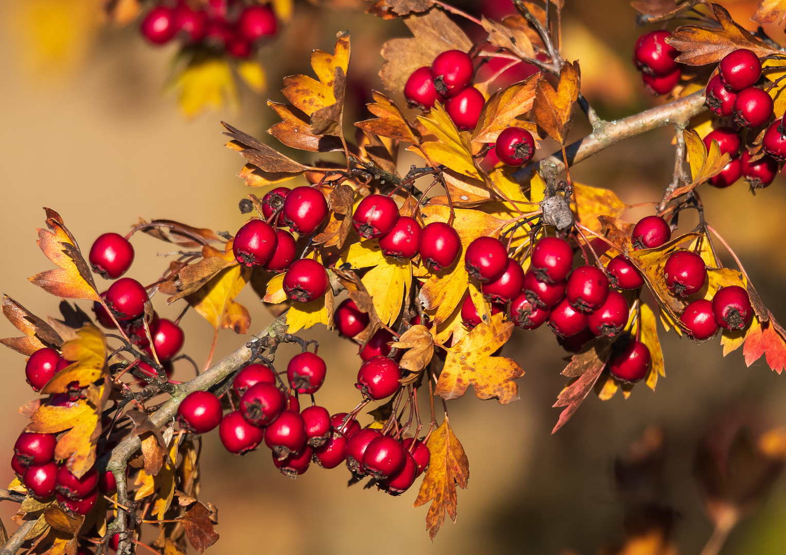 Weißdorn im Herbst