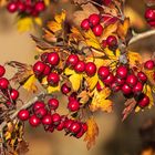 Weißdorn im Herbst