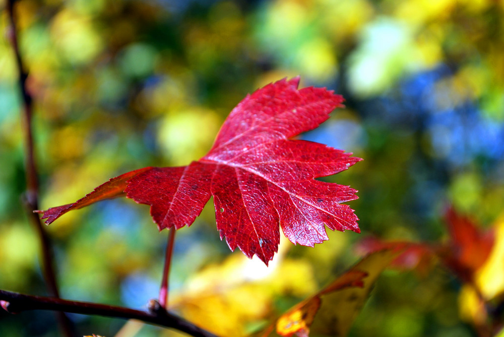 Weissdorn im Herbst