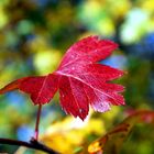 Weissdorn im Herbst