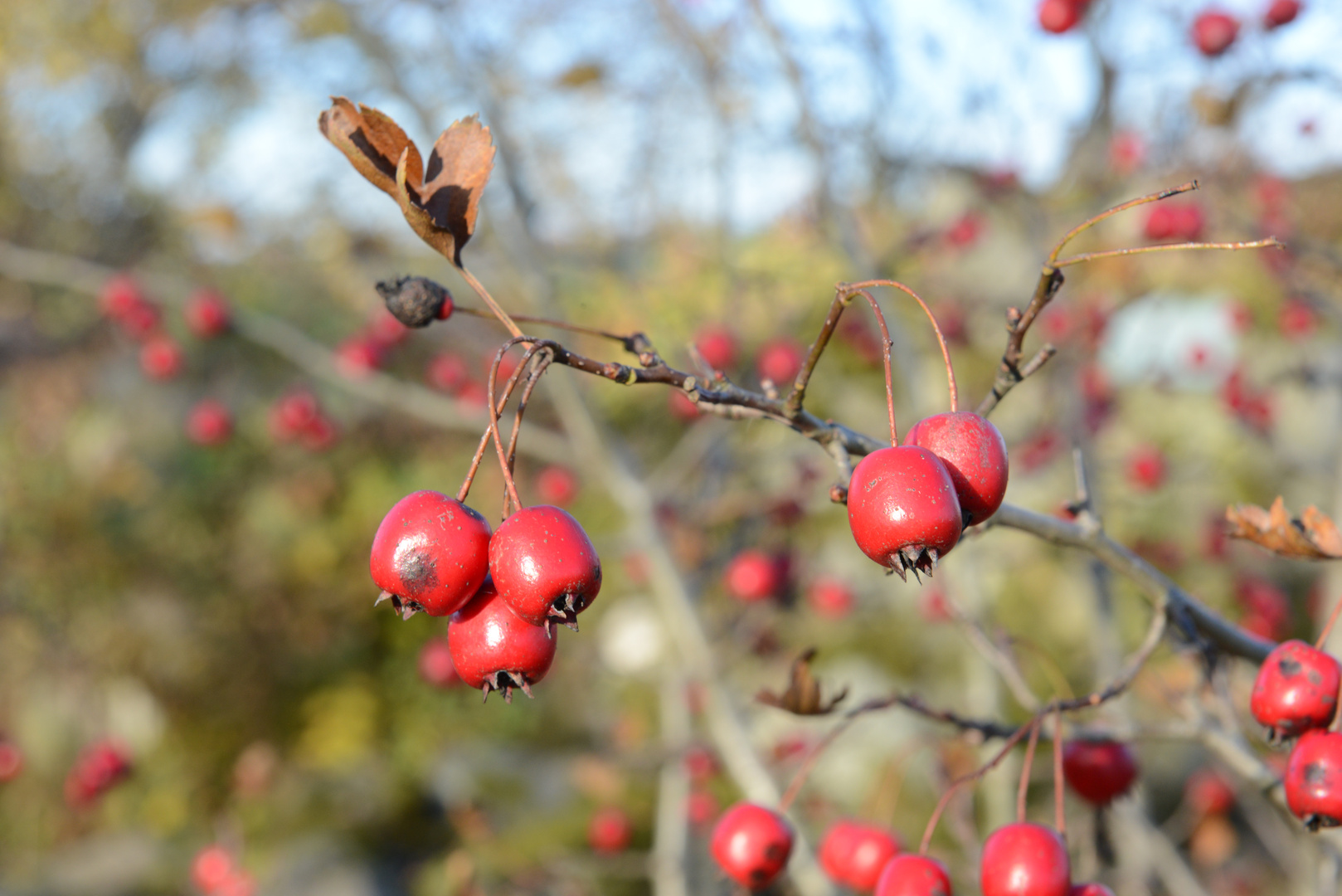 Weißdorn im Herbst