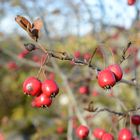 Weißdorn im Herbst