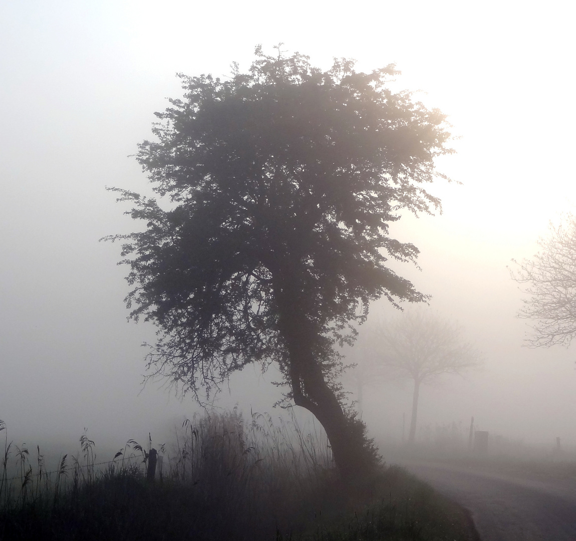 Weißdorn im Nebel