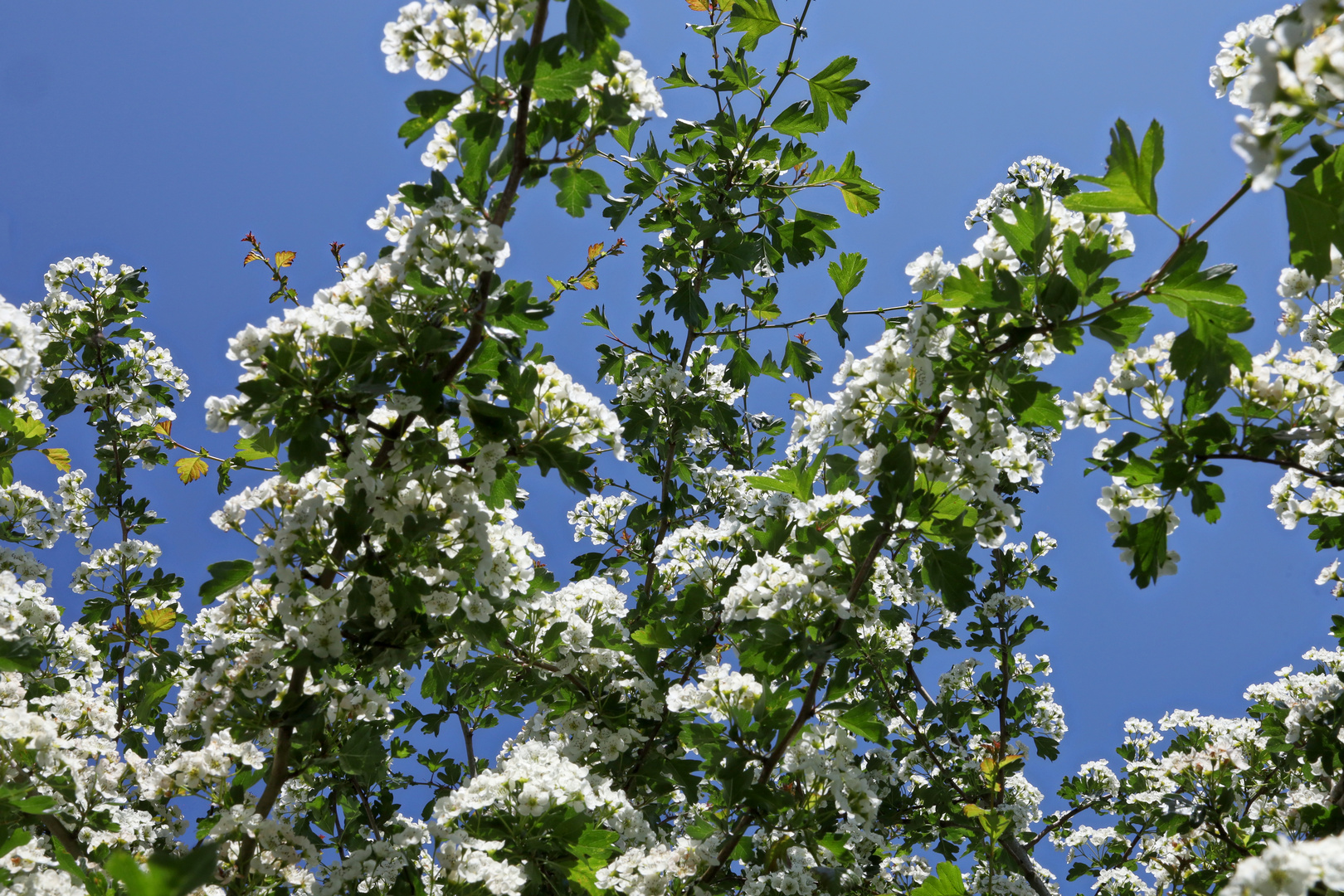 Weissdorn in Bluete  -  Hawthorn in bloom