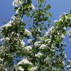 Weissdorn in Bluete  -  Hawthorn in bloom