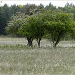 weissdorn, weissstorch und fast weisses federgras...