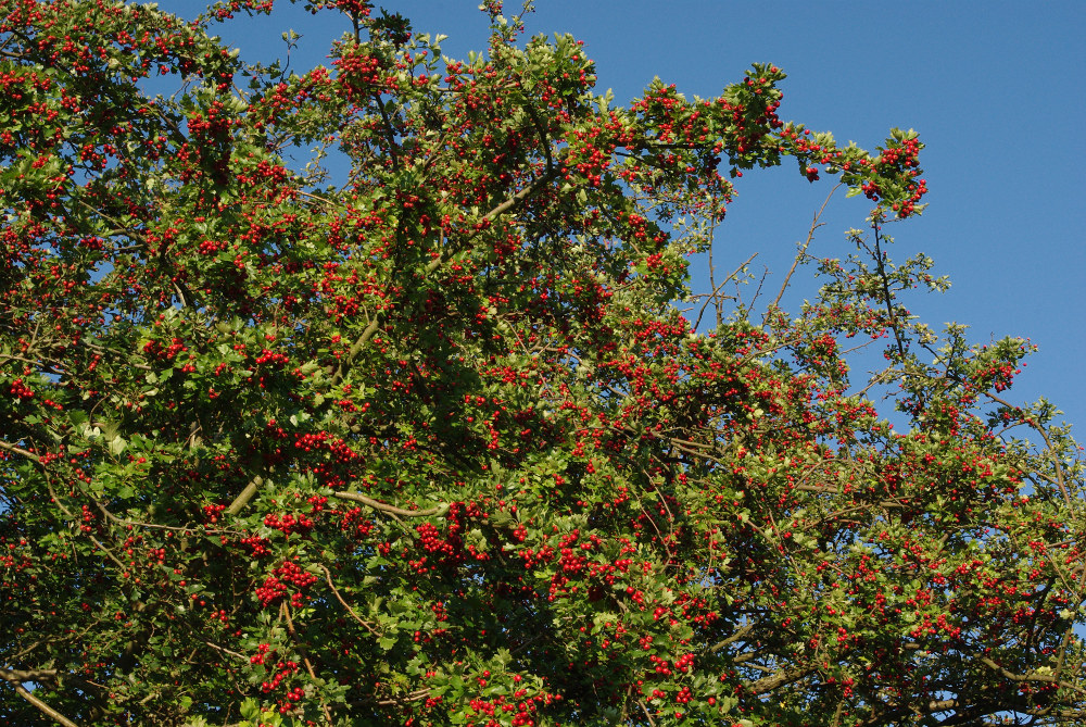 Weißdornbaum