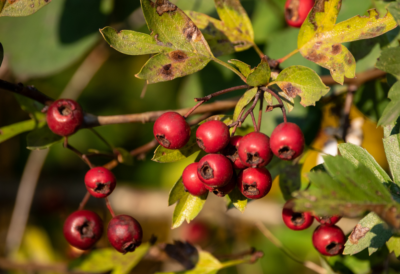 Weissdornbeeren