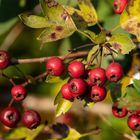 Weissdornbeeren