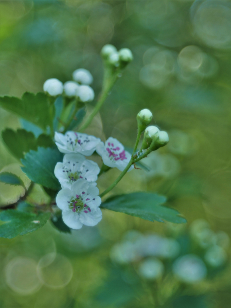 Weißdornblüte