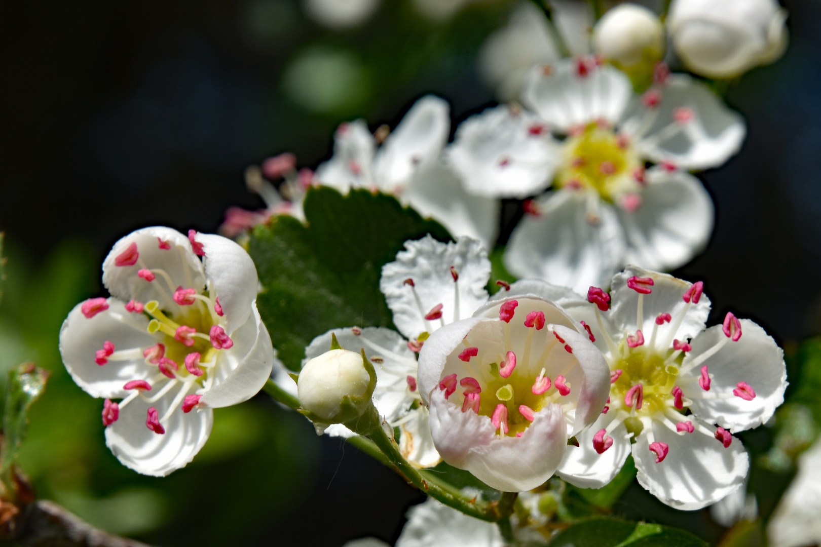 Weißdornblüte