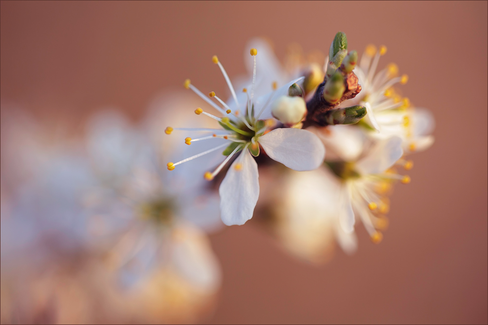 Weißdornblüte