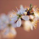 Weißdornblüte