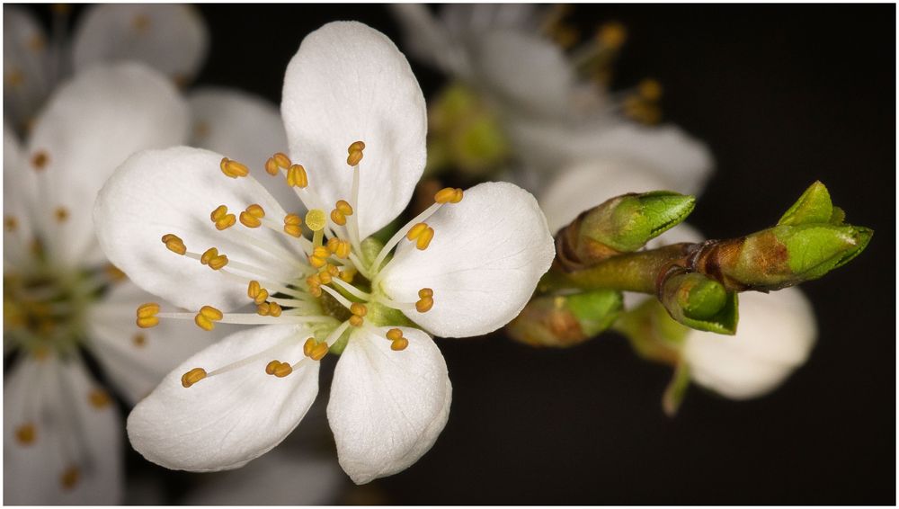 Weißdornblüte