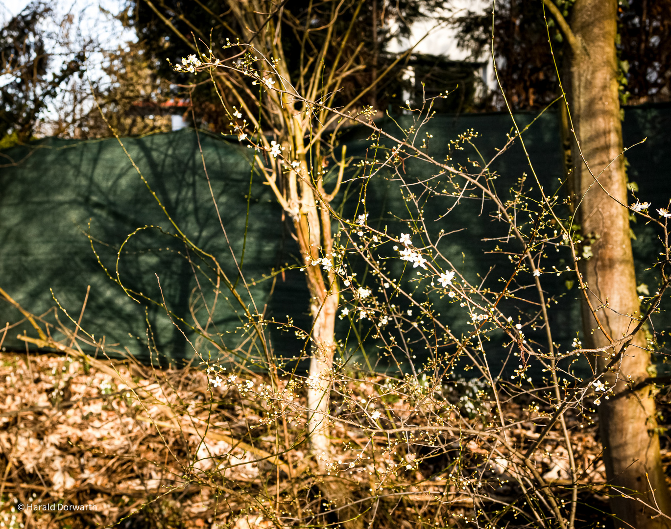 Weißdornblüte im Sole-Aktiv-Park