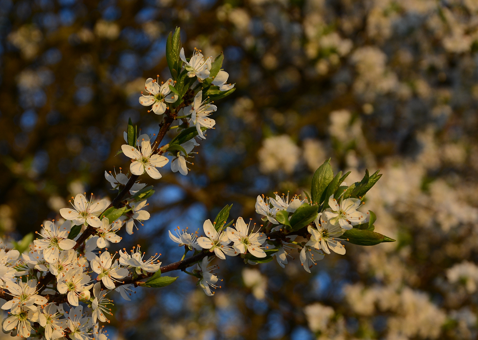 Weissdornblüte in der Abendsonne