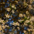 Weissdornblüte in der Abendsonne