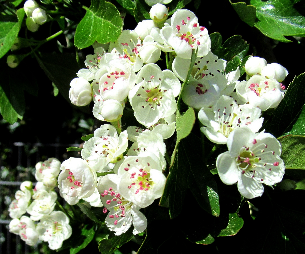 Weissdornblüten ... 